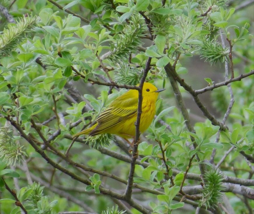 Yellow Warbler - ML618326048