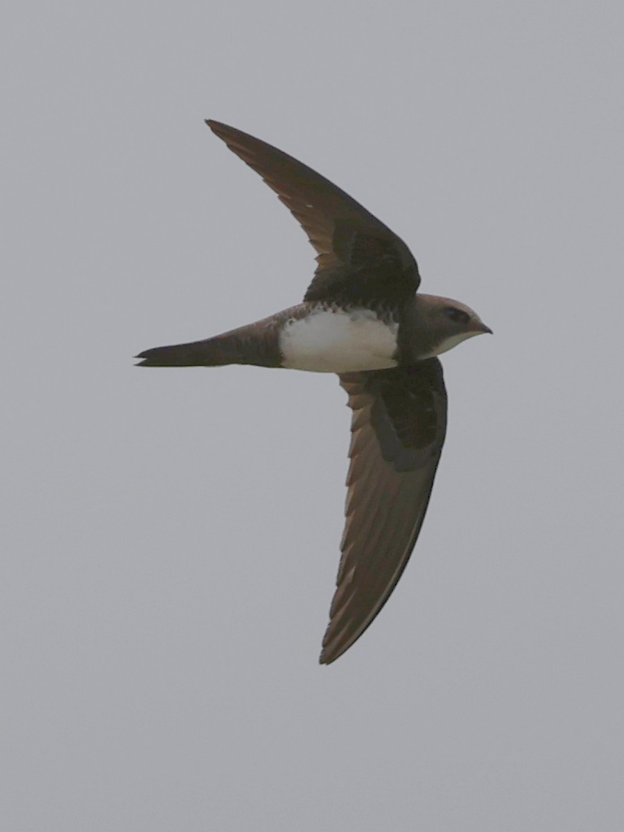 Alpine Swift - bernard sonnerat