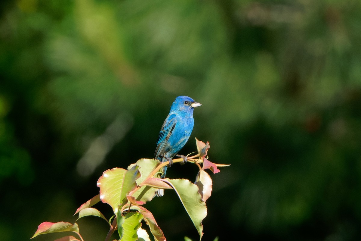 Indigo Bunting - ML618326062