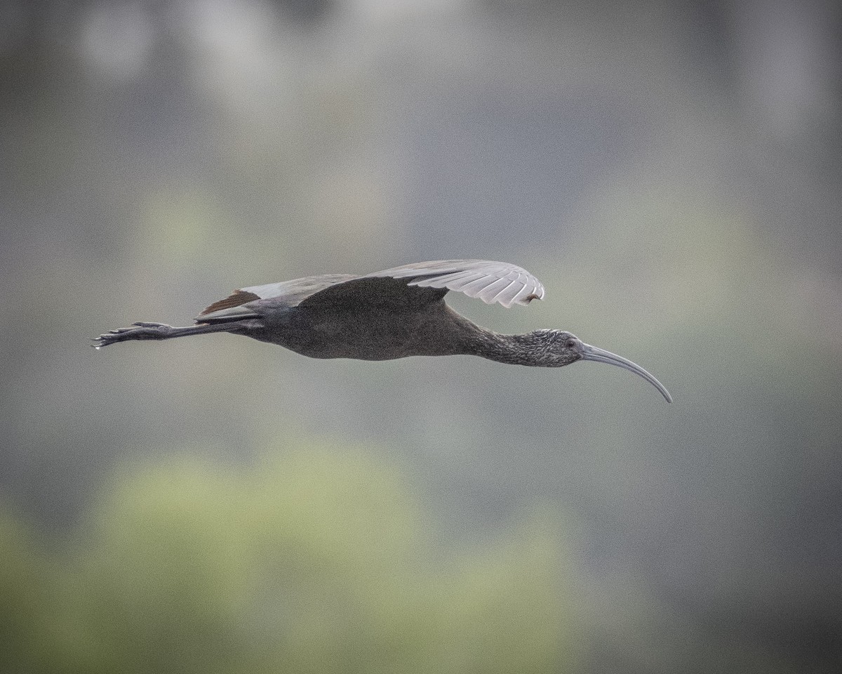 White-faced Ibis - James Kendall