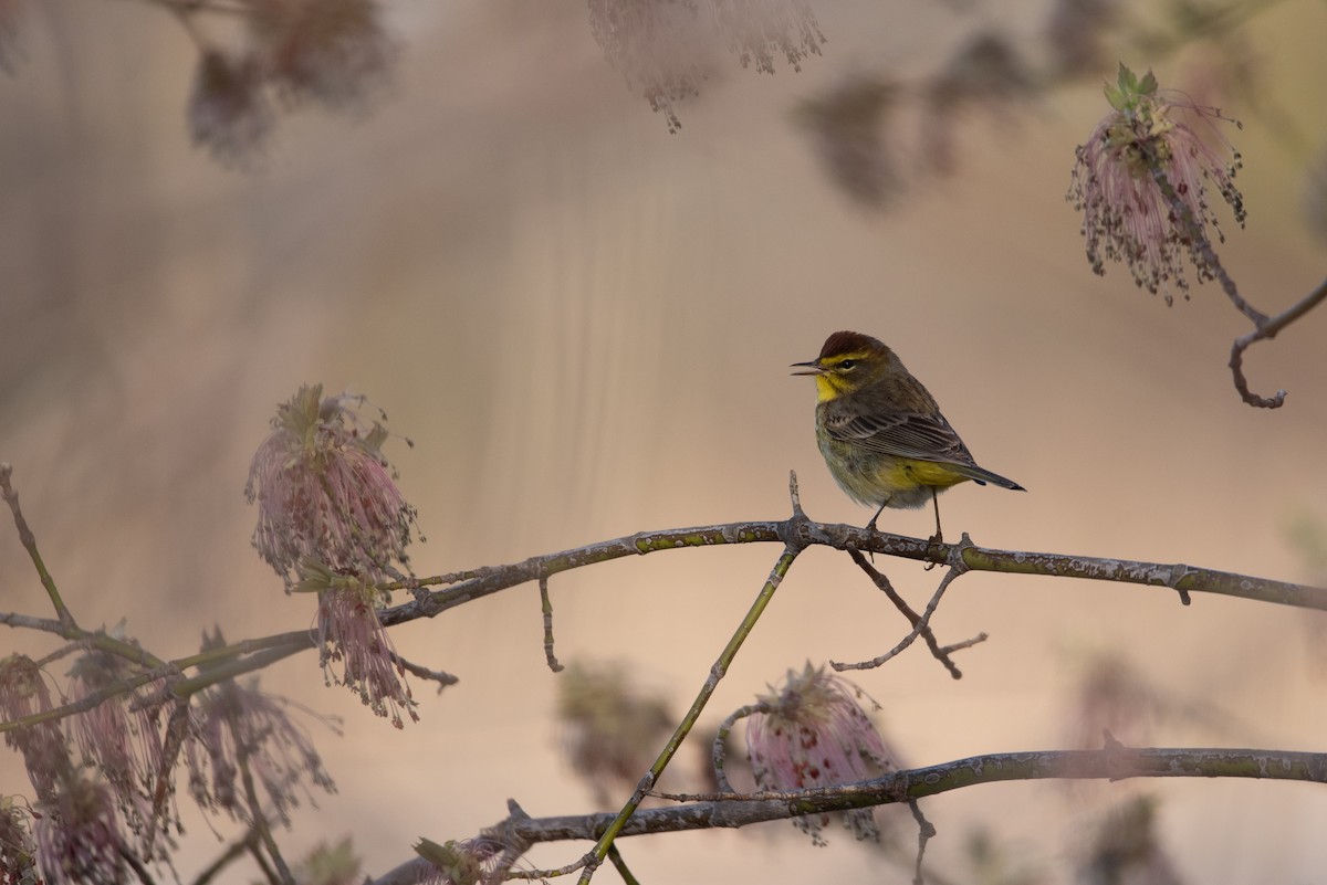 Palm Warbler - ML618326098