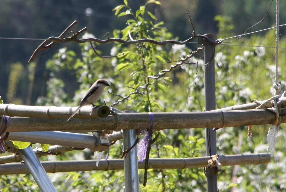 Bull-headed Shrike - ML618326178