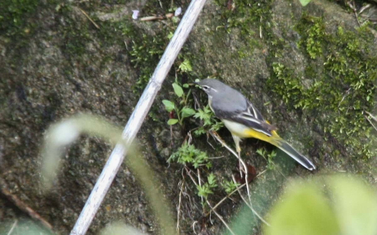 Gray Wagtail - Dora Deng