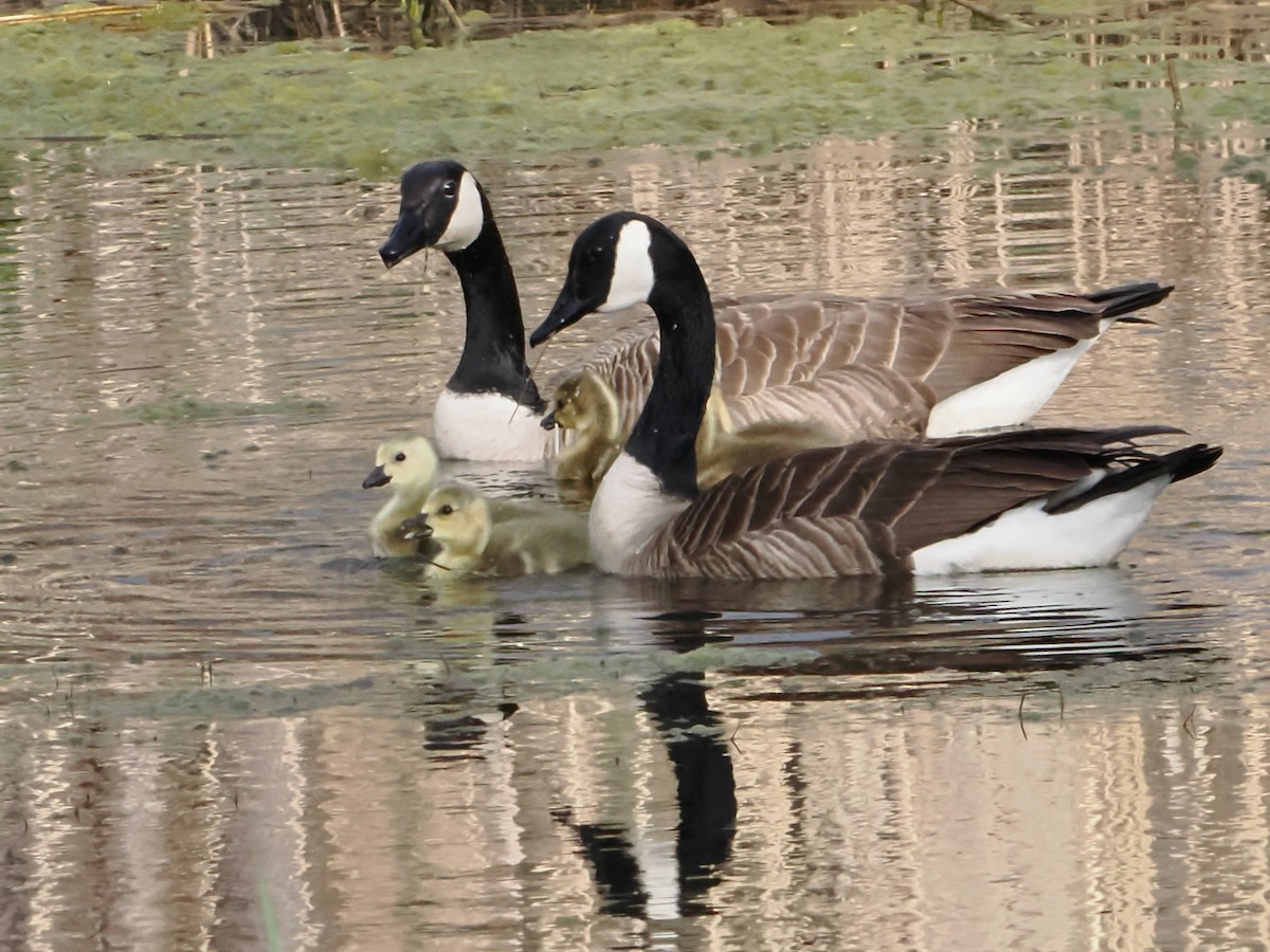 Canada Goose - John Felton