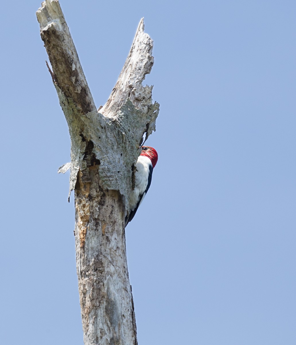 Red-headed Woodpecker - ML618326195