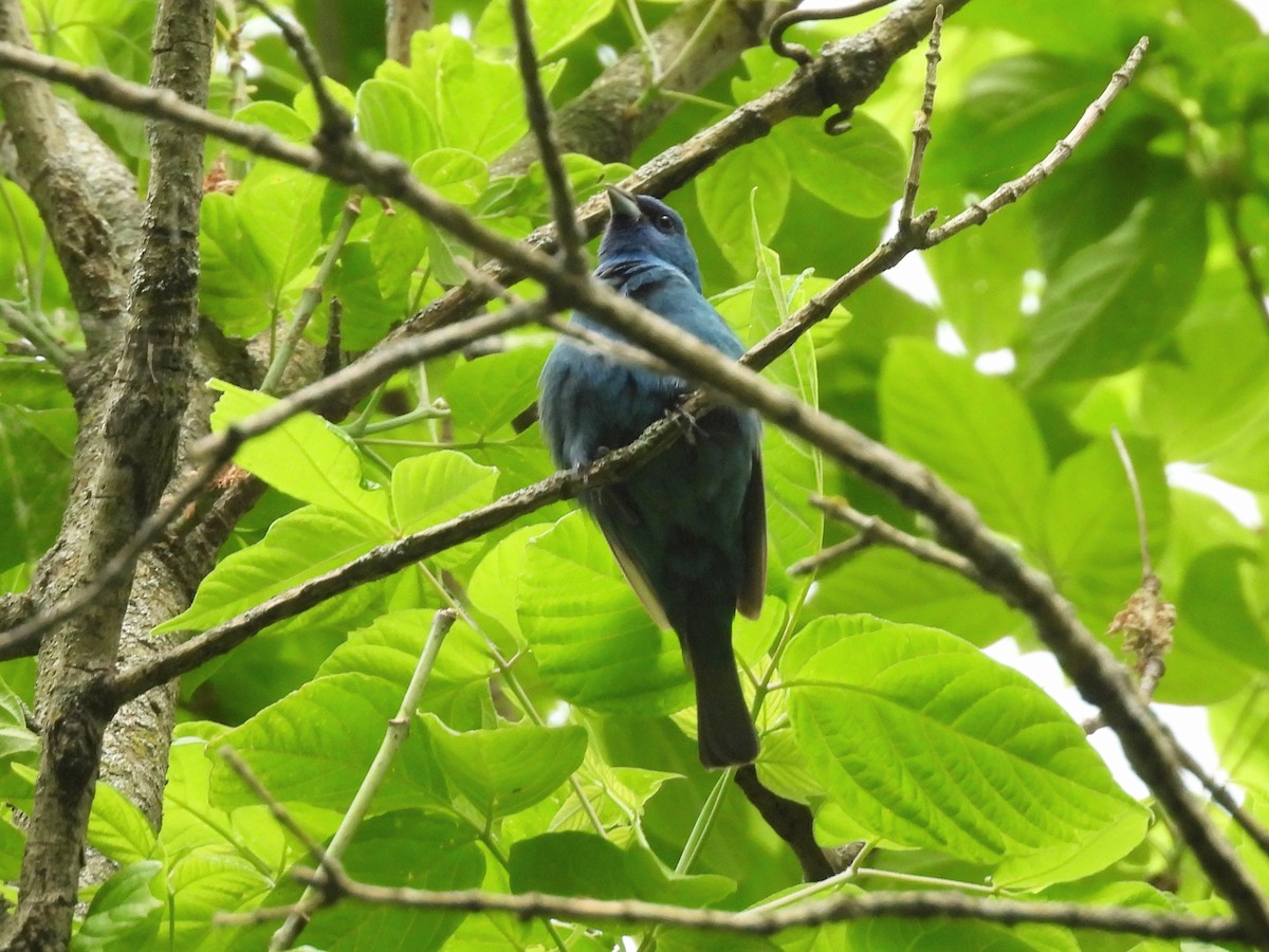 Indigo Bunting - ML618326203