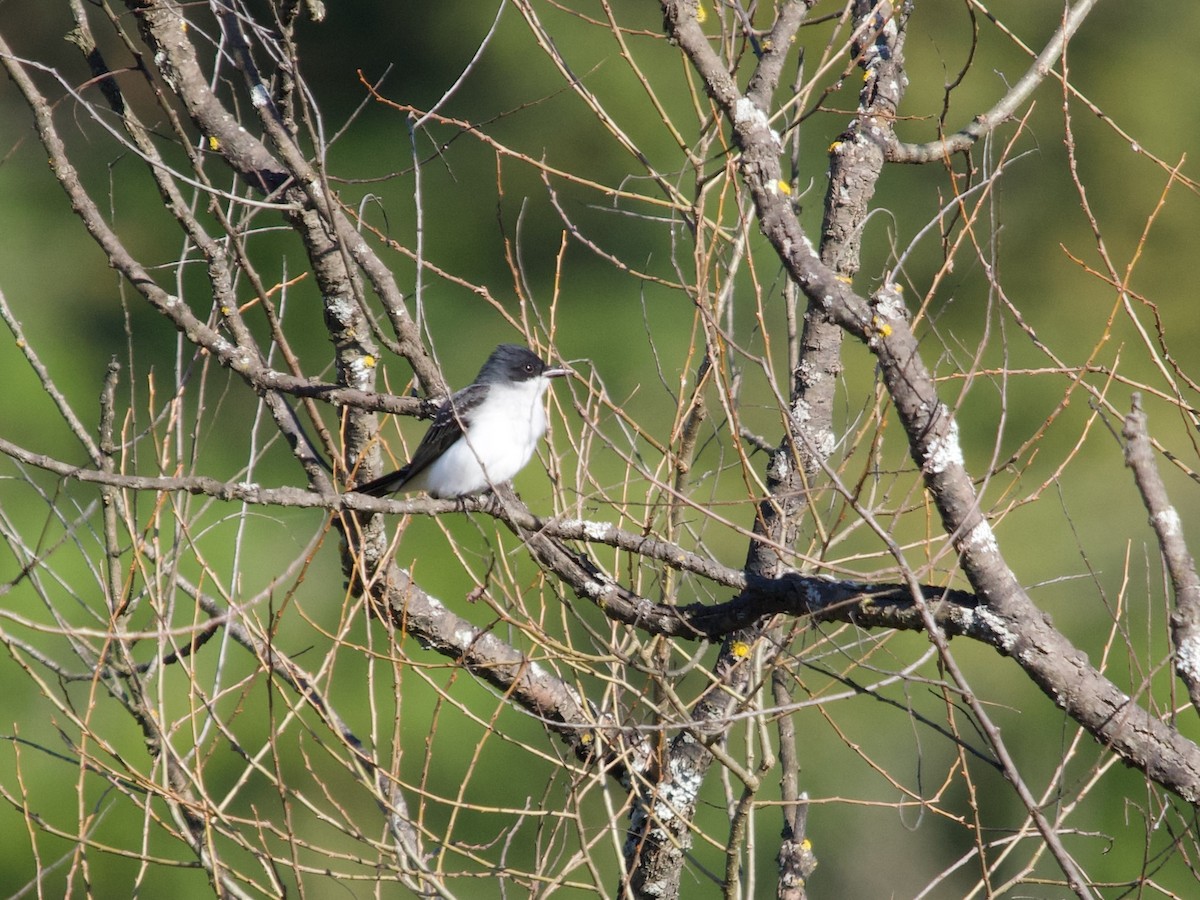 Eastern Kingbird - David McCartt