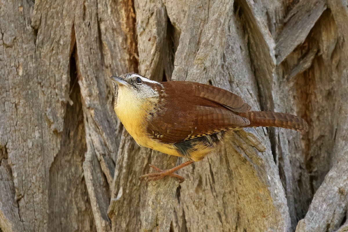 Carolina Wren - Gavin Edmondstone