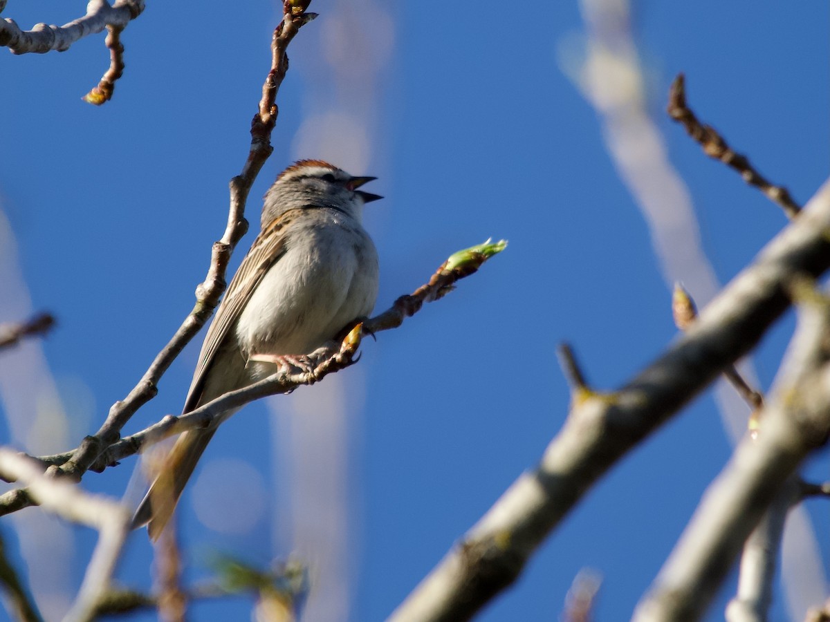 Chipping Sparrow - David McCartt