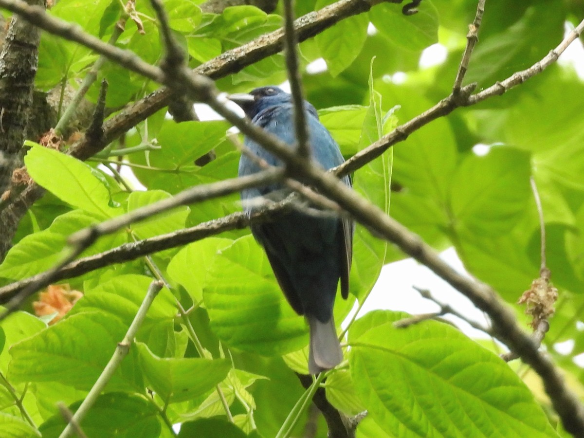 Indigo Bunting - Jeanene Daniels