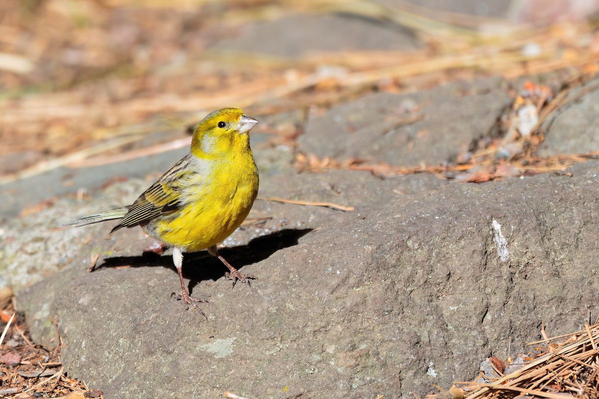 Serin des Canaries - ML618326275