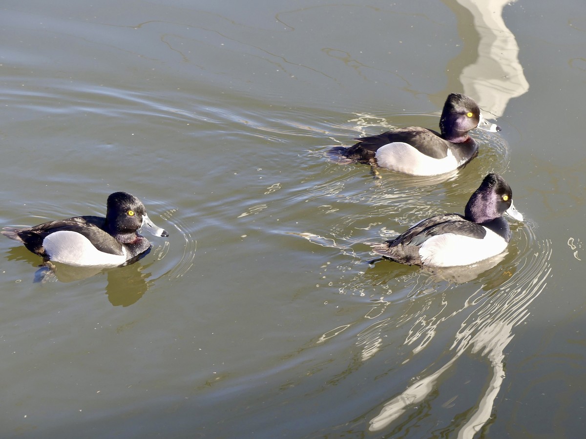 Ring-necked Duck - ML618326336