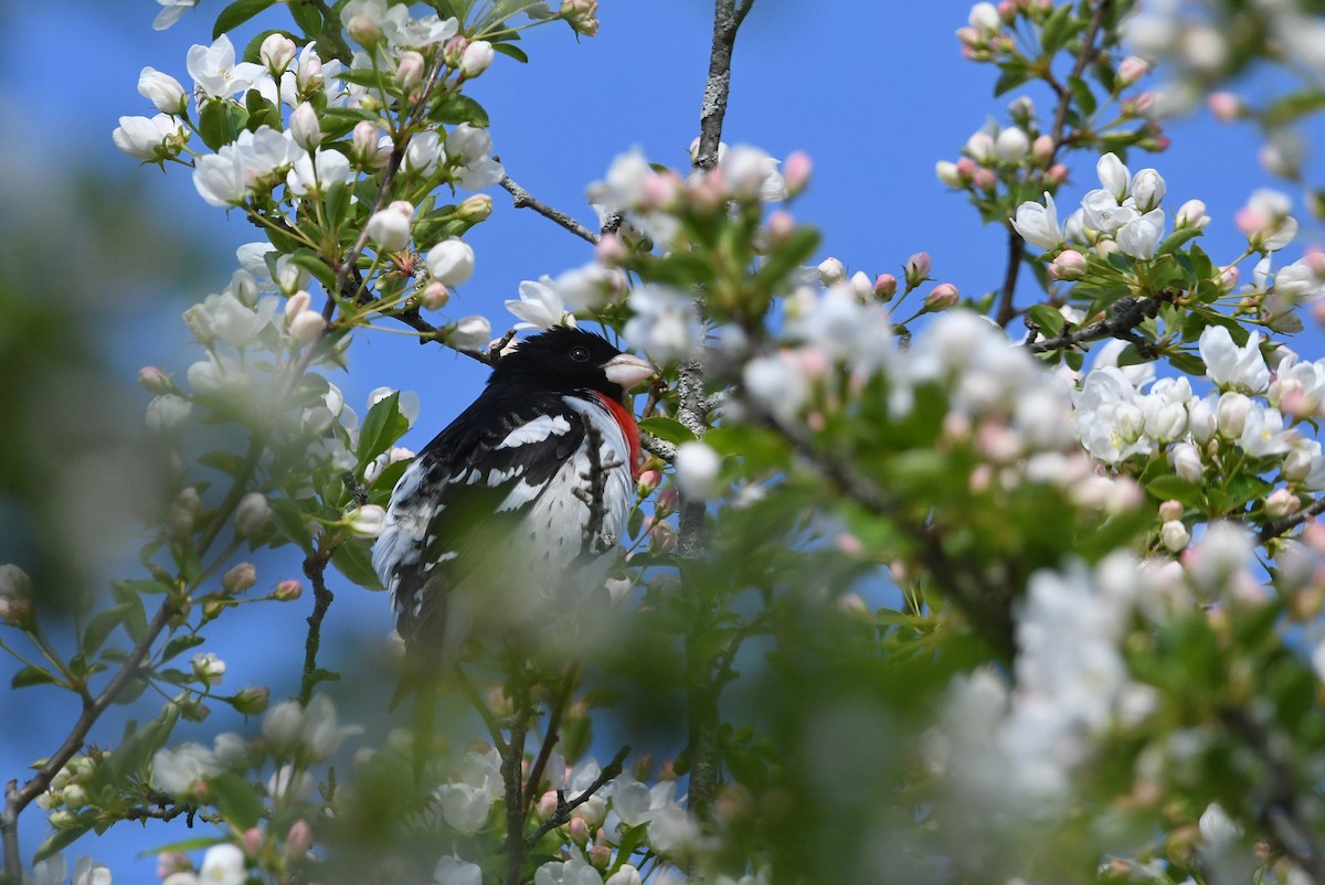 Rose-breasted Grosbeak - ML618326379