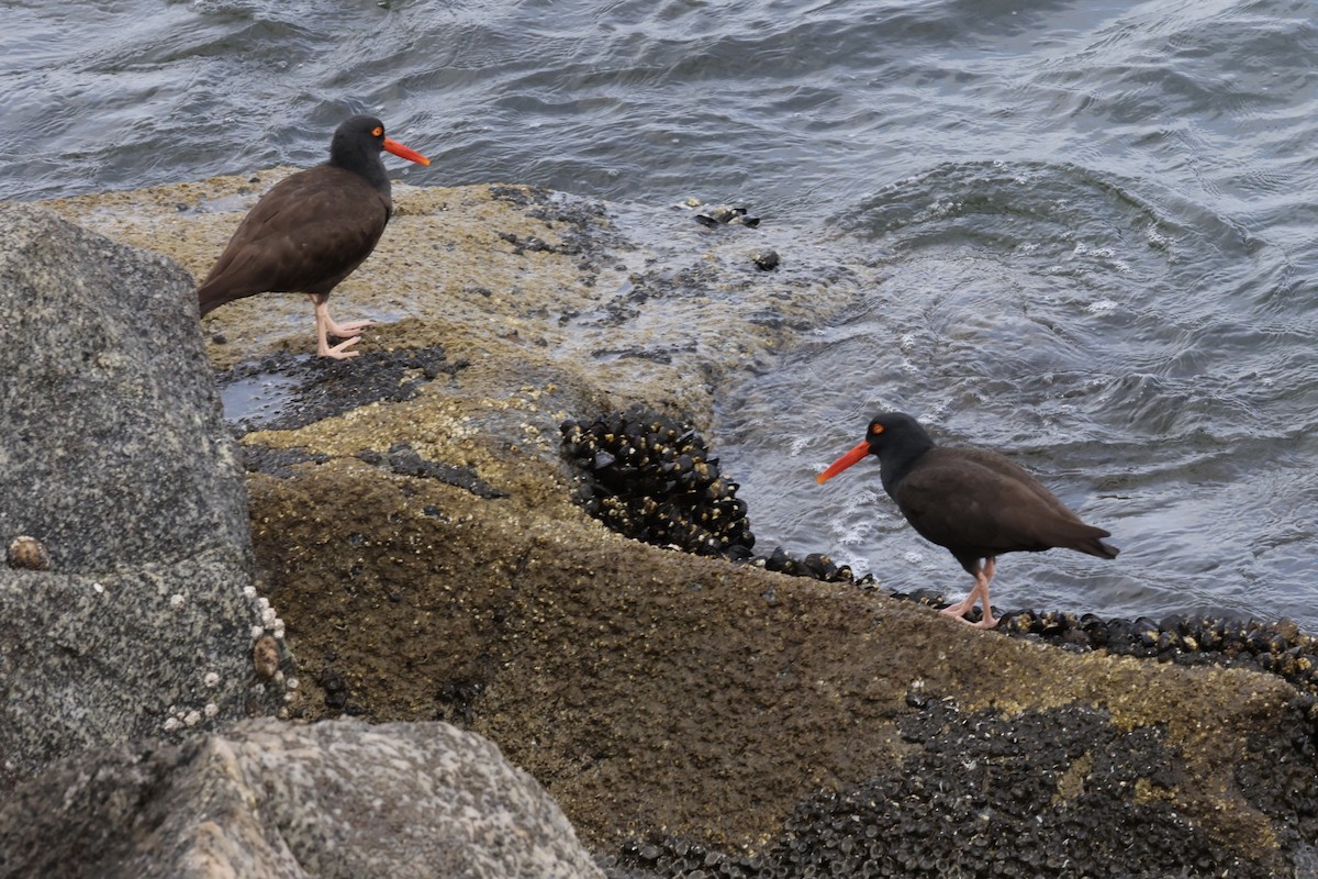 Black Oystercatcher - Michael Pazzani