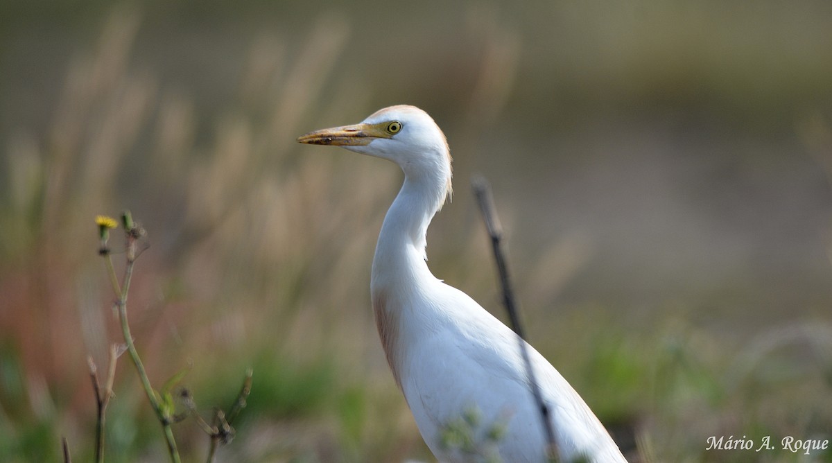 Чапля єгипетська (підвид ibis) - ML618326517