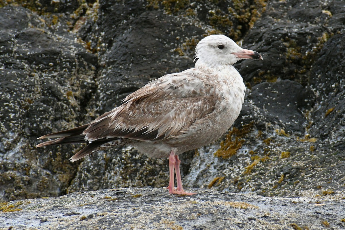 Herring Gull (American) - Phil Pickering