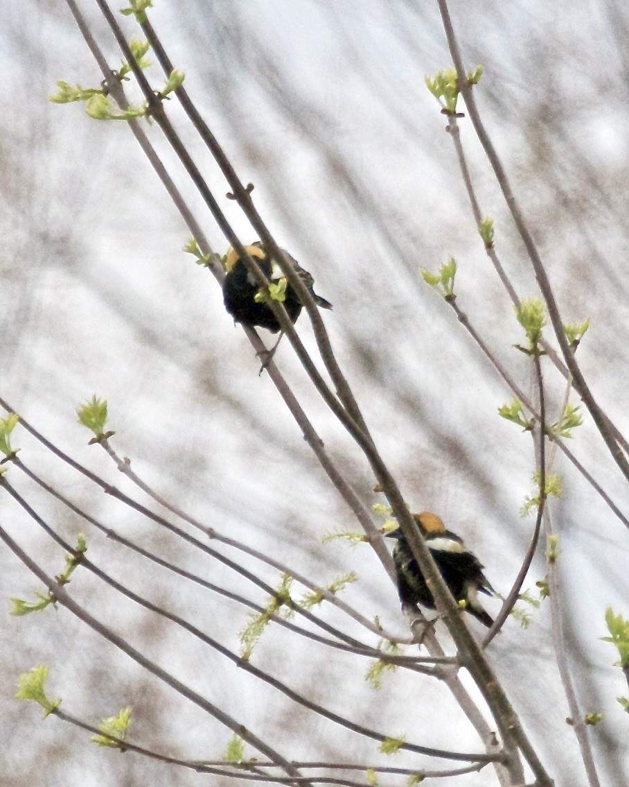 Bobolink - ML618326520