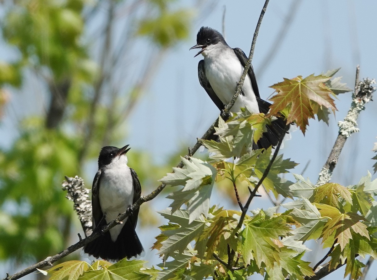 Eastern Kingbird - Beth Meriwether