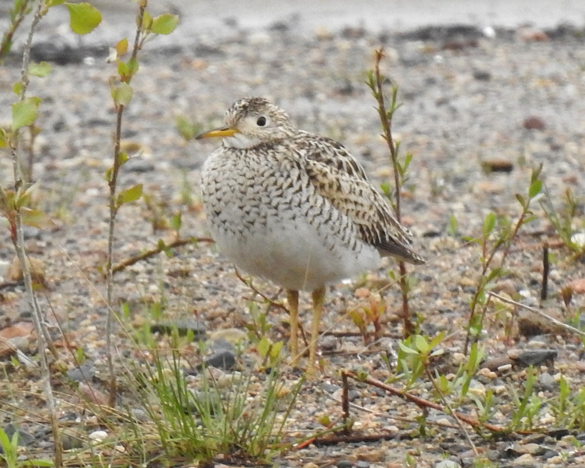 Upland Sandpiper - ML618326555