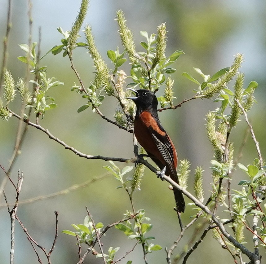 Orchard Oriole - Beth Meriwether