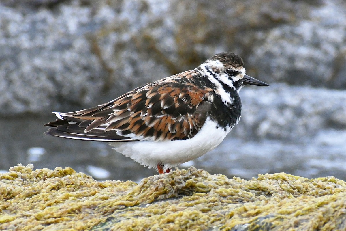 Ruddy Turnstone - ML618326577