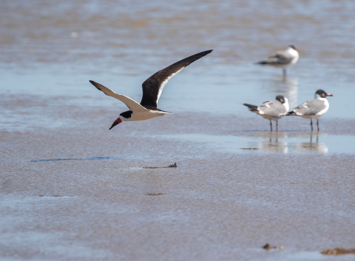 Black Skimmer (niger) - William Price