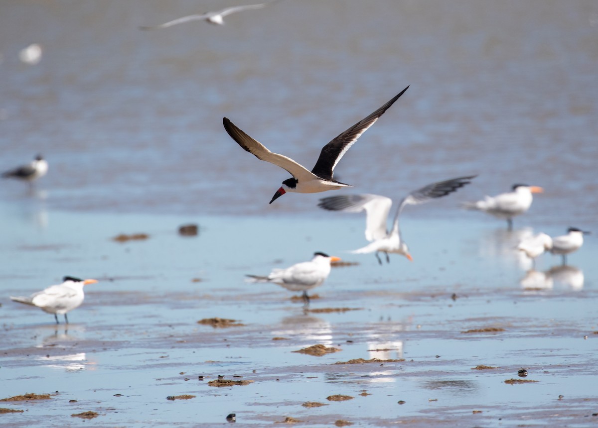 Black Skimmer (niger) - ML618326591