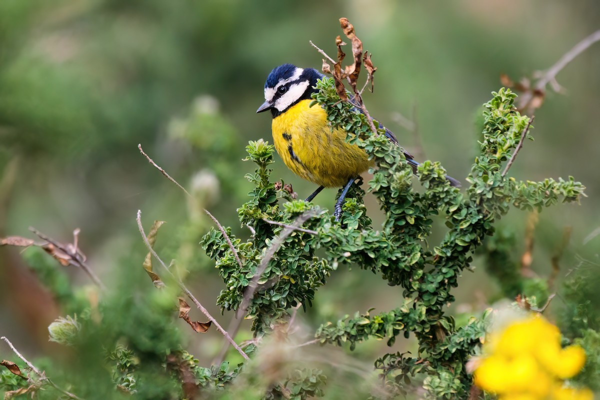 African Blue Tit - ML618326605