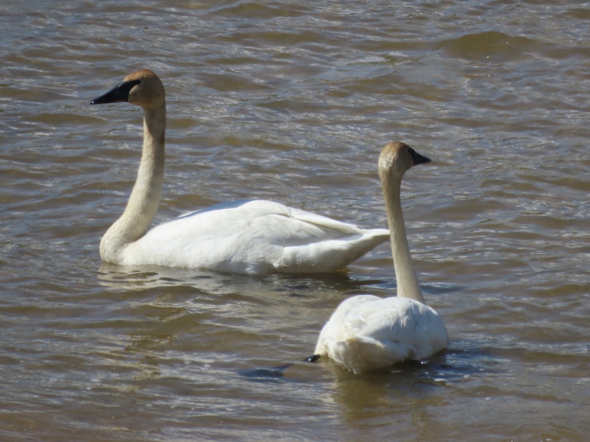 Trumpeter Swan - ML618326677