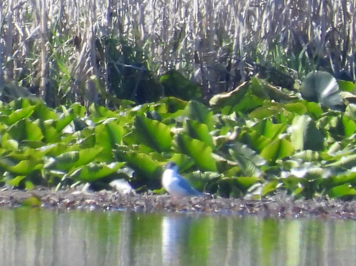 Bonaparte's Gull - ML618326695