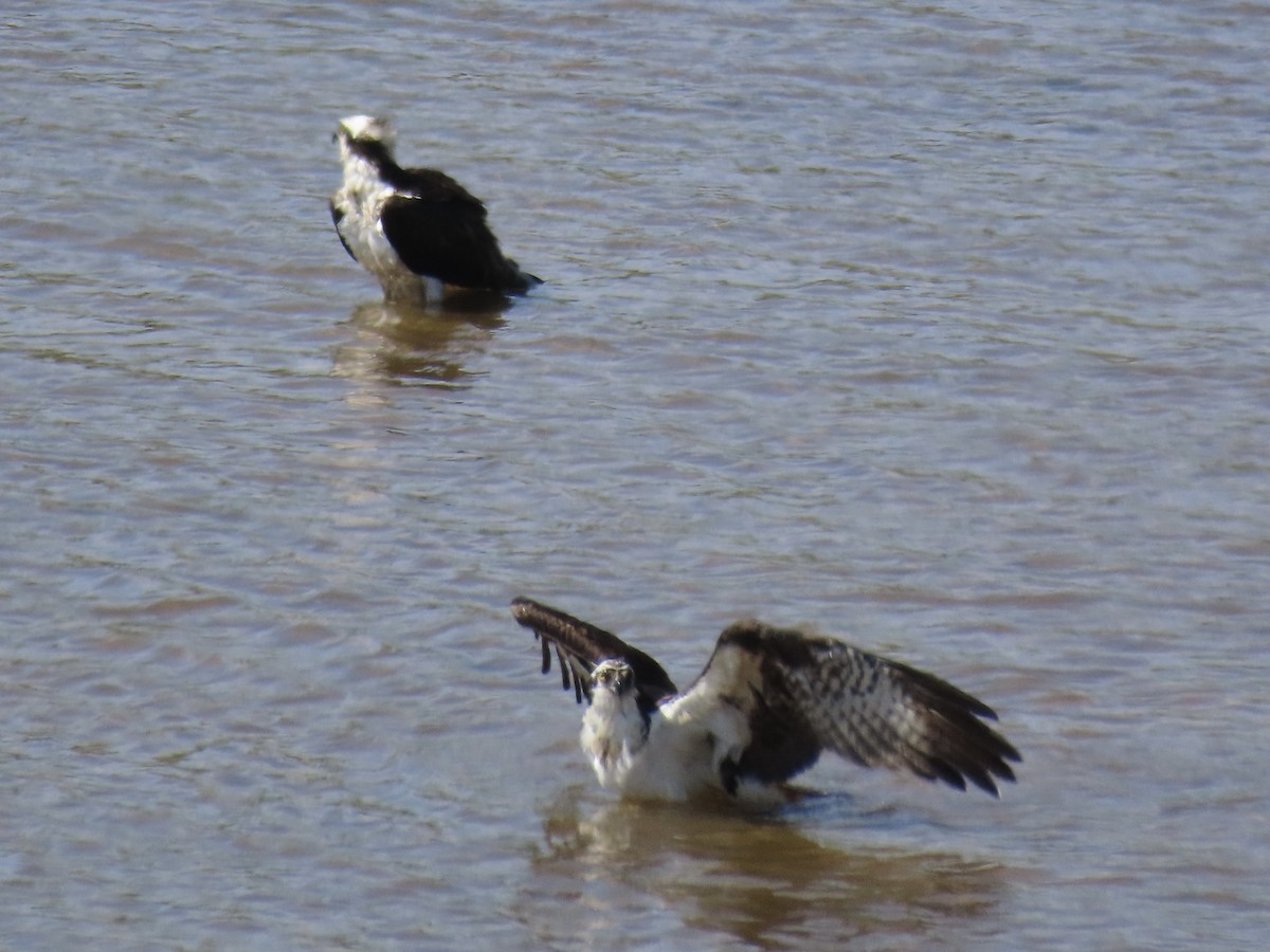 Osprey - Port of Baltimore