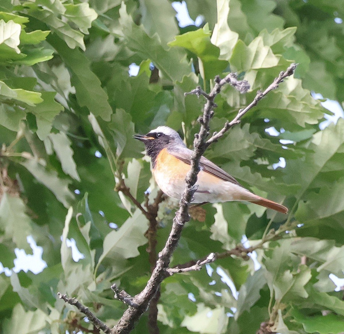 Common Redstart - Mileta Čeković