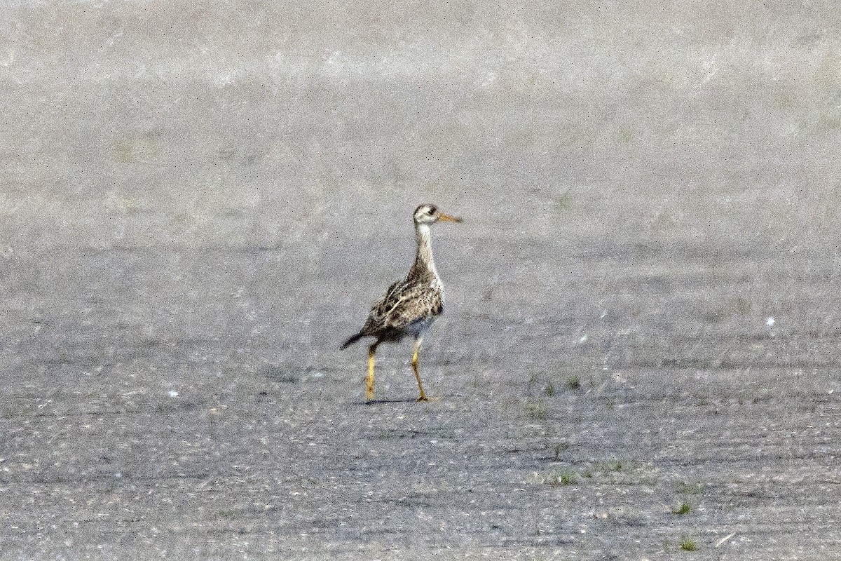 Upland Sandpiper - Anonymous