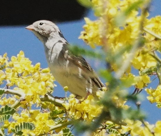 Brewer's Sparrow - Lillian Reis