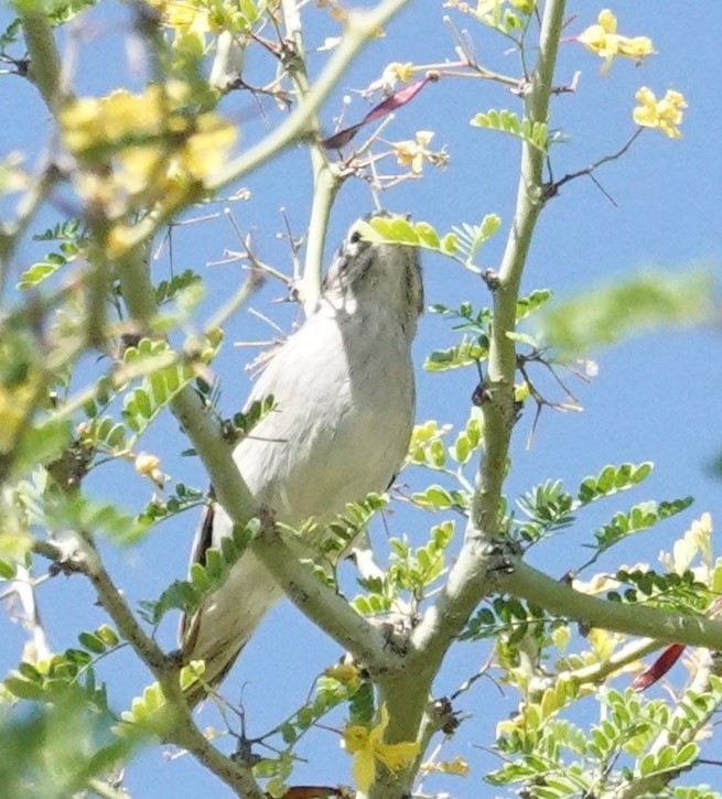 Brewer's Sparrow - Lillian Reis