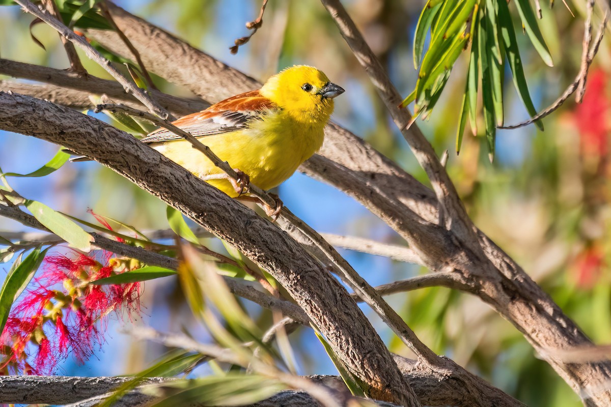 Sudan Golden Sparrow - Iker Fernández Martínez