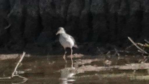 Spotted Sandpiper - Lillian Reis