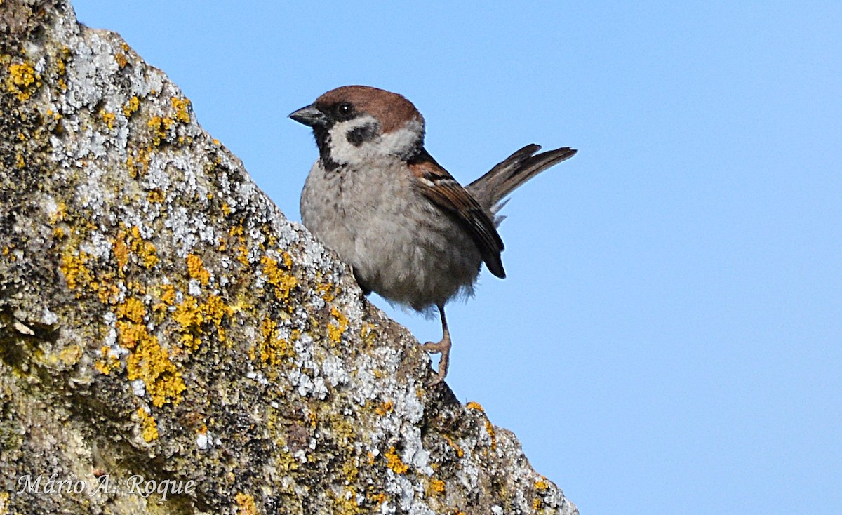 Eurasian Tree Sparrow - Mário Roque