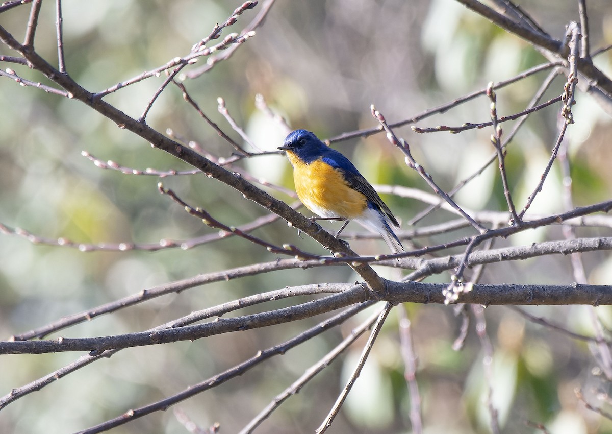 Robin à ventre roux - ML618326896