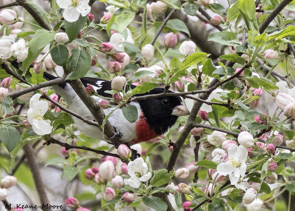 Rose-breasted Grosbeak - ML618326908