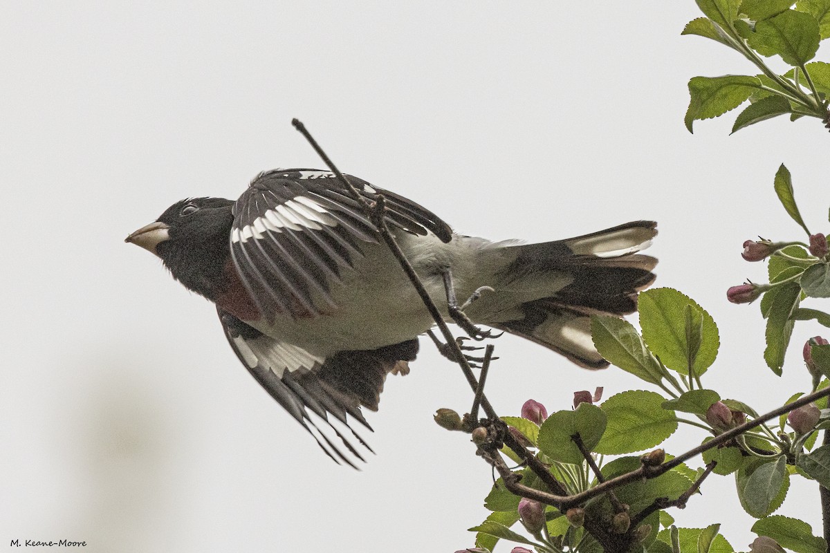 Rose-breasted Grosbeak - ML618326910