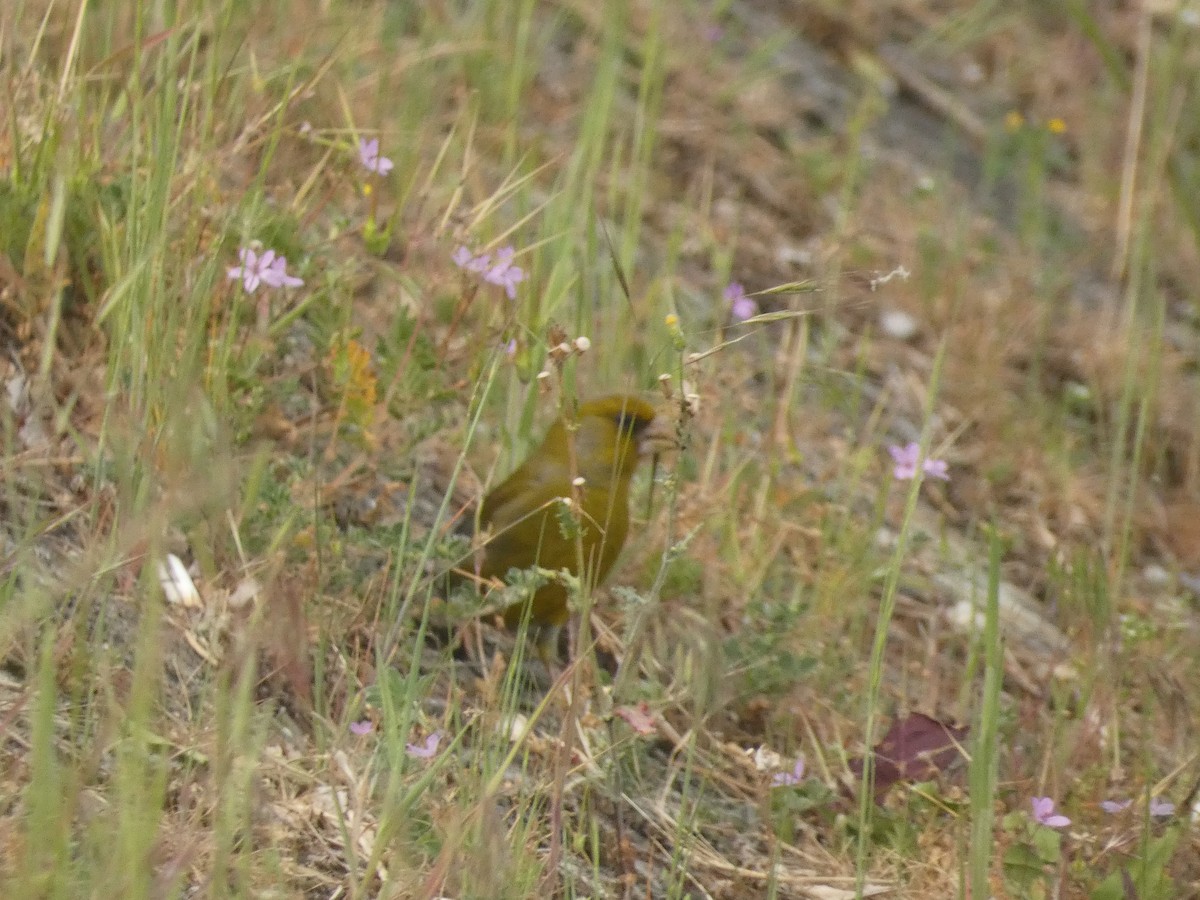 European Greenfinch - ML618326914