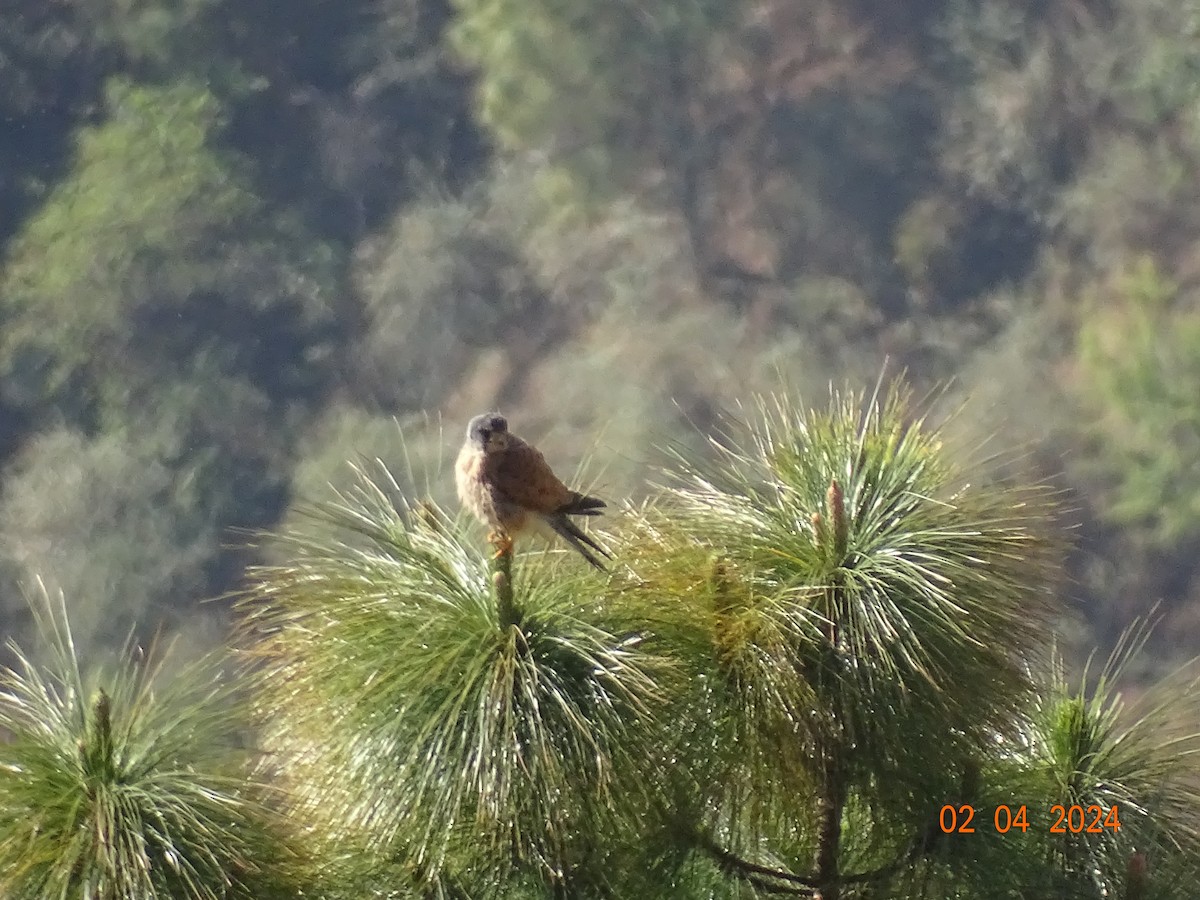 Eurasian Kestrel - Miquel Rivera