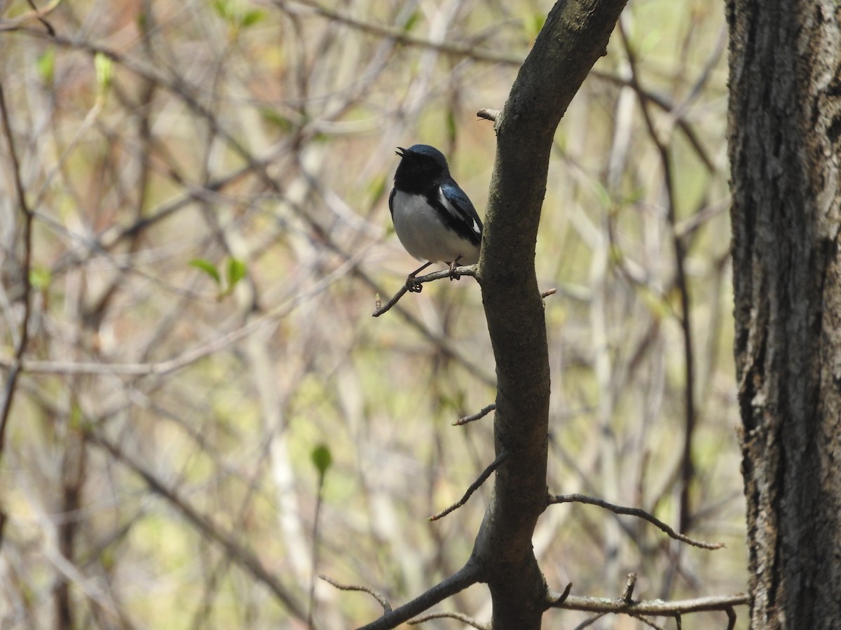 Black-throated Blue Warbler - Aaron Hulsey