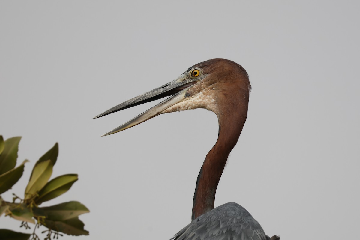 Goliath Heron - Mathieu Soetens