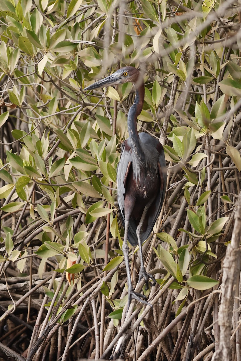 Goliath Heron - ML618326954