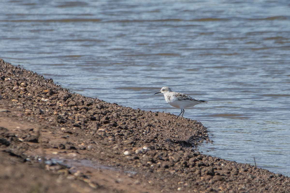 Sanderling - ML618326958