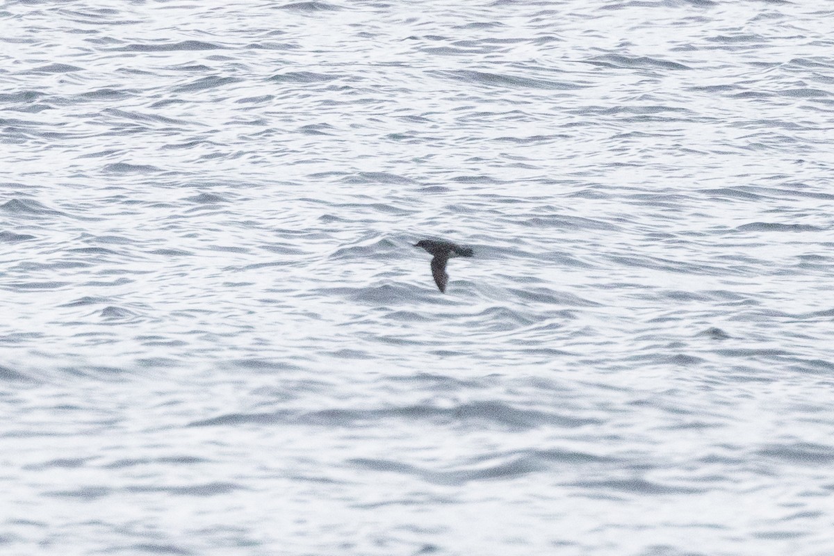 Common Diving-Petrel - ML618326990