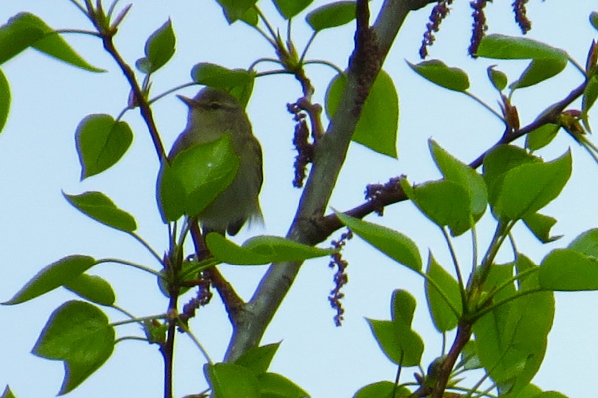 Willow Warbler - ML618327024