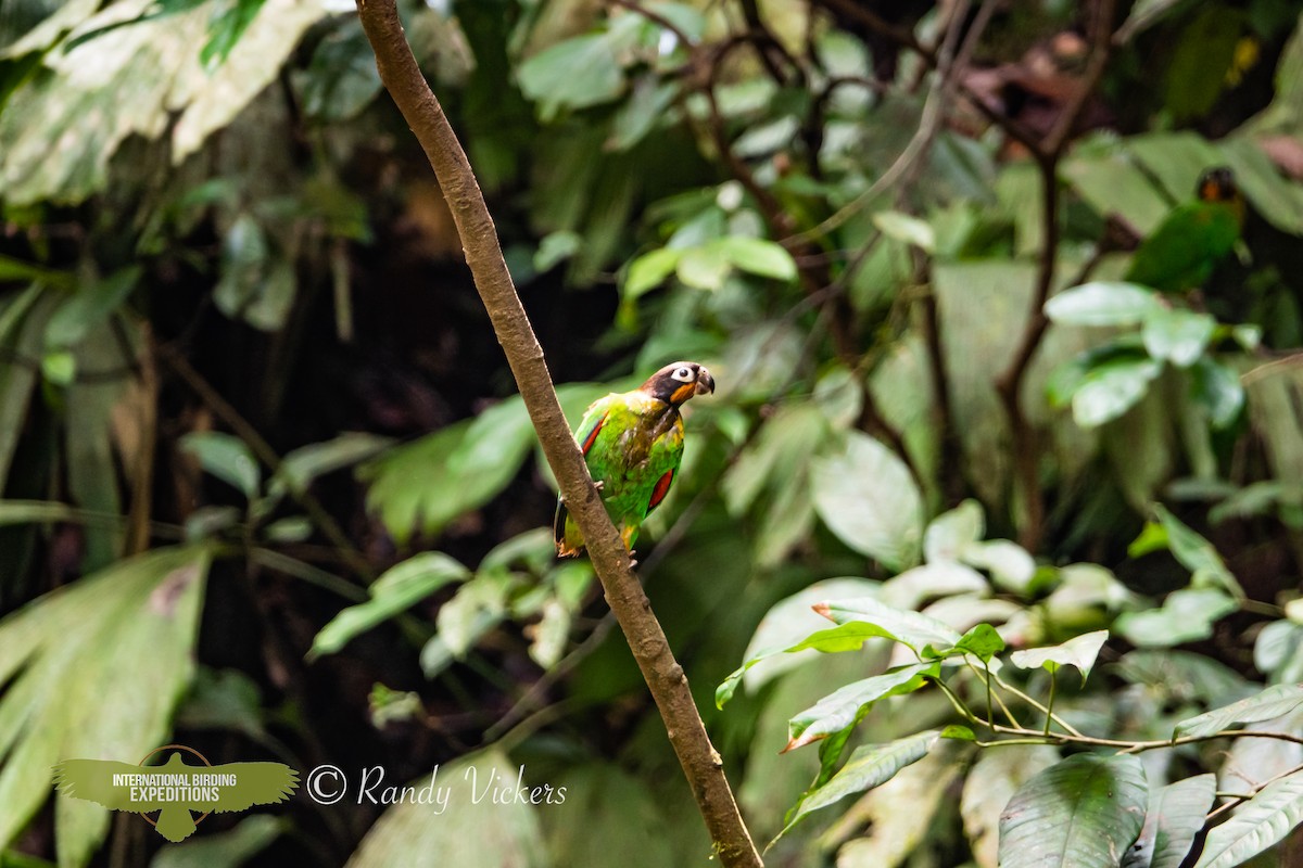 Orange-cheeked Parrot - ML618327025